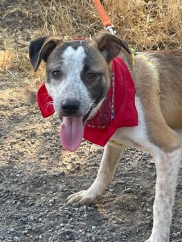 TARA, Mix-Hündin mit Sommersprossen, toll mit Kindern, Katzen, Hunden