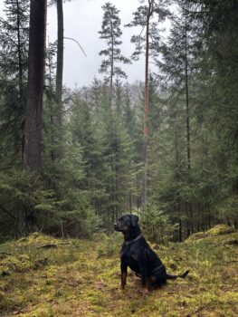Elsa sucht neues Zuhause