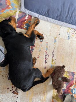 Aris - junger Rottweiler-Rüde sucht erfahrenes Zuhause
