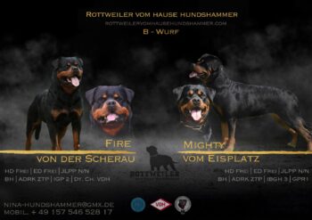 B-Wurf vom Hause Hundshammer