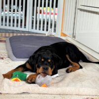 Aris - junger Rottweiler-Rüde sucht erfahrenes Zuhause