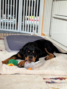 Aris - junger Rottweiler-Rüde sucht erfahrenes Zuhause