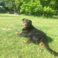 Rottweiler 9,5 Jahre alt