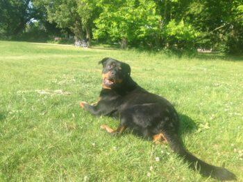 Rottweiler 9,5 Jahre alt