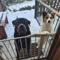 7 jährige Rottweiler