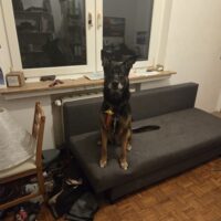 Rottweiler Mix sucht dringend hilfe