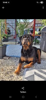 6jähriger kastrierten rotti-rüde django