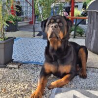 6jähriger kastrierten rotti-rüde django