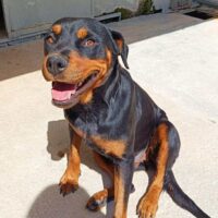 Die liebenswerte Lexy wartet im Canile und hofft endlich gesehen zu werden.