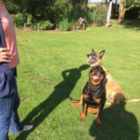 Rottweiler der Königsklasse