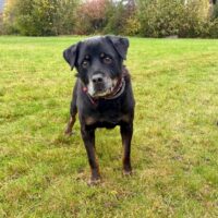 Naos ein herzenstoller Rottweiler Opi