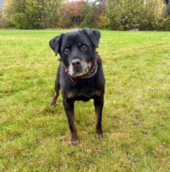 Naos ein herzenstoller Rottweiler Opi