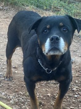 Luna hat das Herz am rechten Fleck