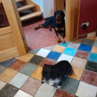 Nero sucht neues Zuhause