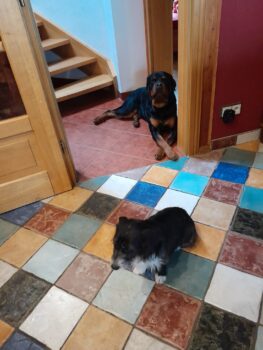 Nero sucht neues Zuhause