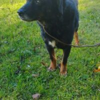 🆘Lebensretter für Oscar gesucht🆘Er wartet seit 2022 auf Rettung🆘