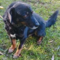 🆘Lebensretter für Oscar gesucht🆘Er wartet seit 2022 auf Rettung🆘