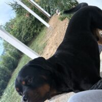Rottweiler sucht dringend ein neues Zuhause !!