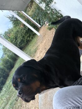 Rottweiler sucht dringend ein neues Zuhause !!