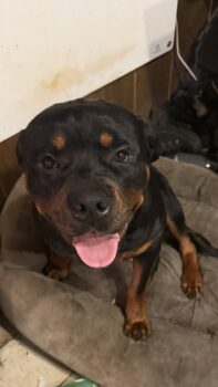 1 1/2 Jahre alter Rotti-Rüde dringend abzugeben