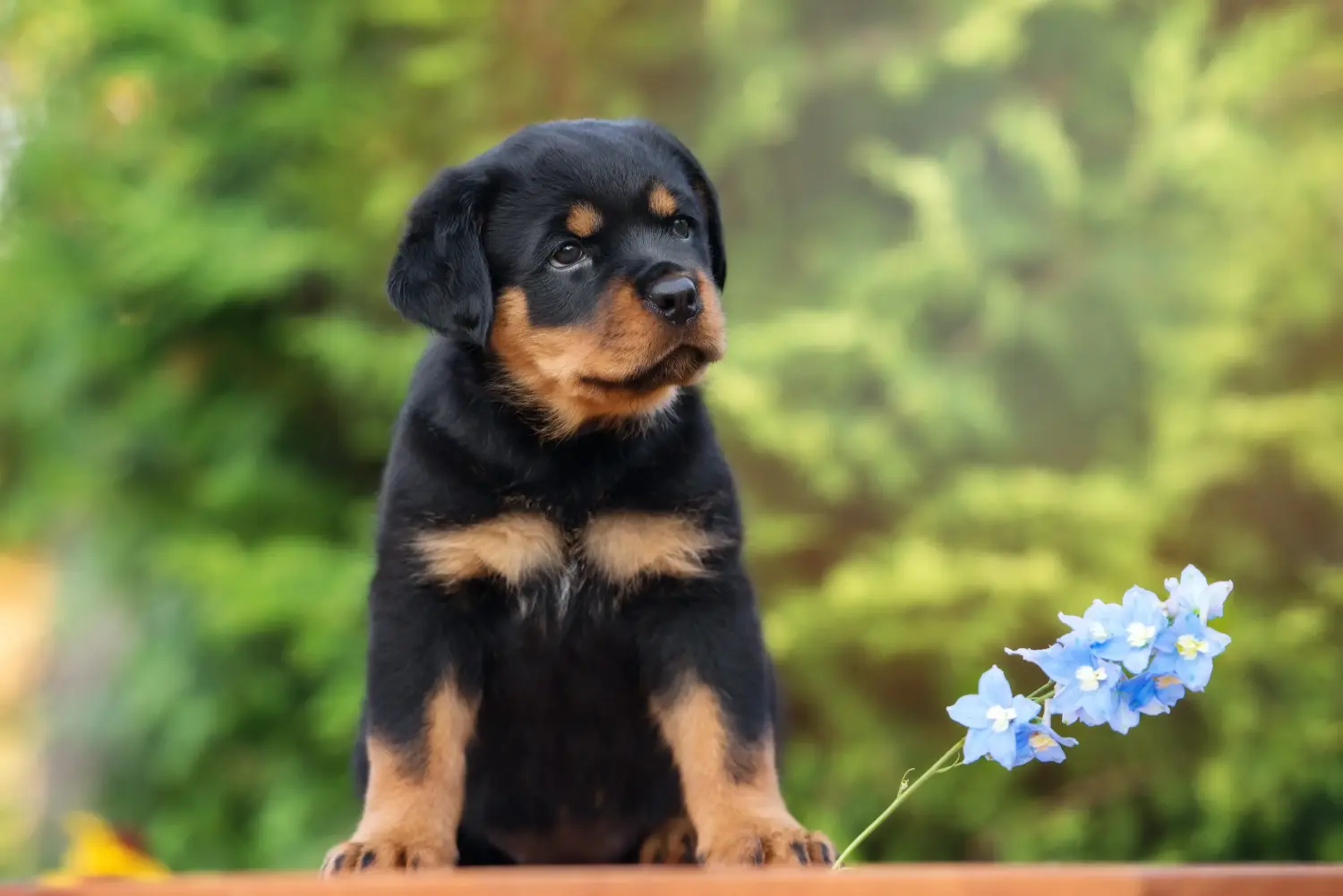 Einen Rottweiler Welpen zu kaufen, bedeutet Verantwortung zu übernehmen! Rottweiler Welpen kaufen.