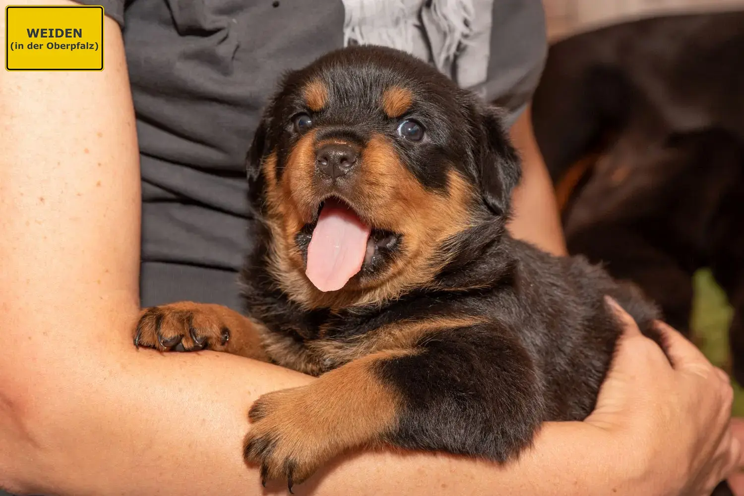 Rottweiler Welpen und Züchter Weiden in der Oberpfalz Hier findest Du Rottweiler Züchter in Weiden in der Oberpfalz.