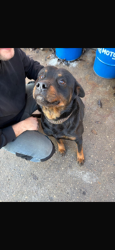 Adolf sucht neues Zuhause