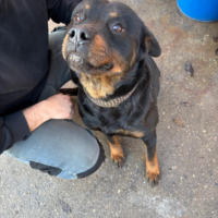 Adolf sucht neues Zuhause