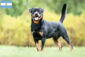 Mehr über den Artikel erfahren Rottweiler Züchter und Welpen in Argentinien