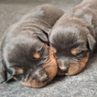 Rottweilerwelpen