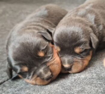 Rottweilerwelpen
