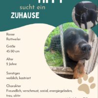 Tiffy - Vermehrerhündin sucht ein Für-Immer-Zuhause