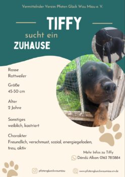 Tiffy - Vermehrerhündin sucht ein Für-Immer-Zuhause