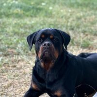 Rottweiler sucht neues liebes Zuhause