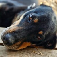 Pippa: Weibchen • geb.ca. 2019-2021 • 50cm • 20kg • Handicap