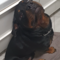 Rottweiler Ace sucht erfahrene Hände.