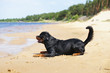 Wet Rottweiler dog lying outdoors near the water at sunny summer weather