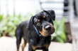 Dog Rottweiler Puppy Looking to camera with head tilted
