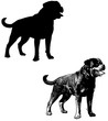 rottweiler dog silhouette and sketch illustration - vector