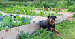 Raised Garden With Rottweiler