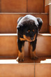 Rottweiler puppy and stairs