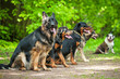 Group of dogs on obedience training