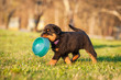Rottweiler puppy holding a bowl in his mouth